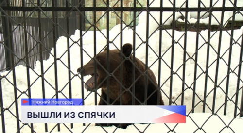 В Международный день медведя косолапые из нижегородского зоопарка «Лимпопо» вышли из спячки