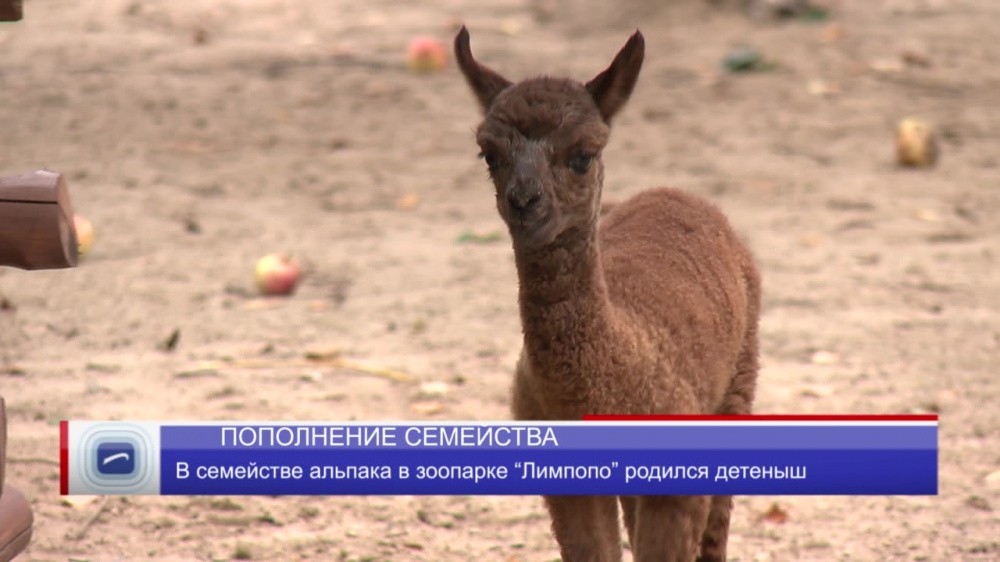 Брат Зефирки родился в Нижнем Новгороде