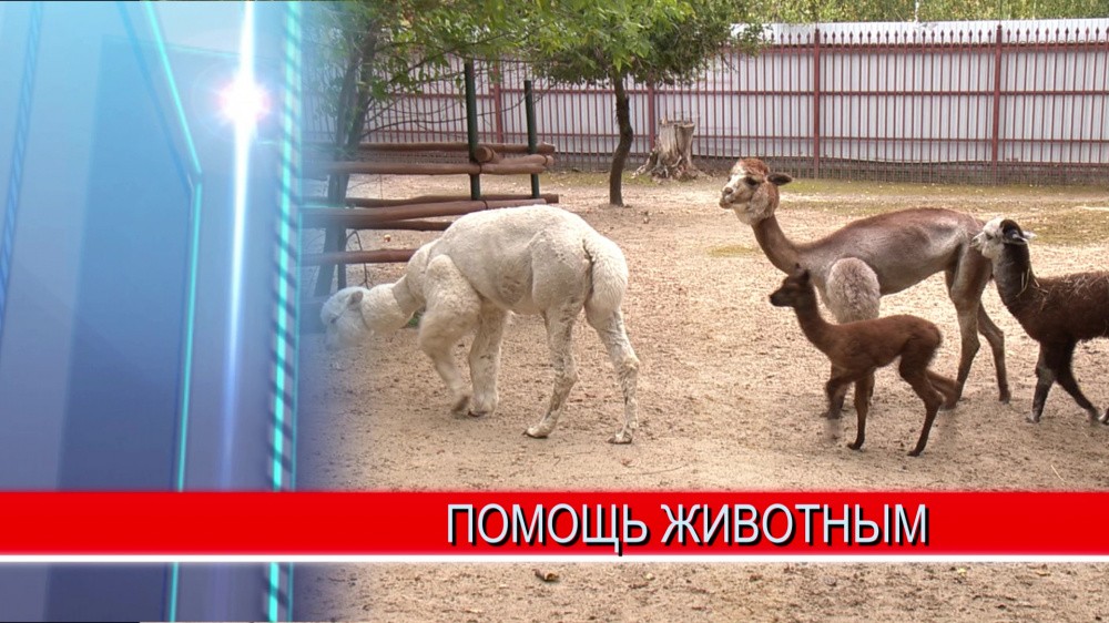 Накормить животных дистанционно Накормить животных дистанционно